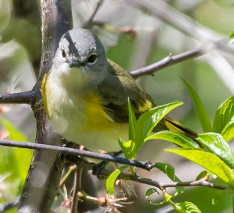 American Redstart (F)