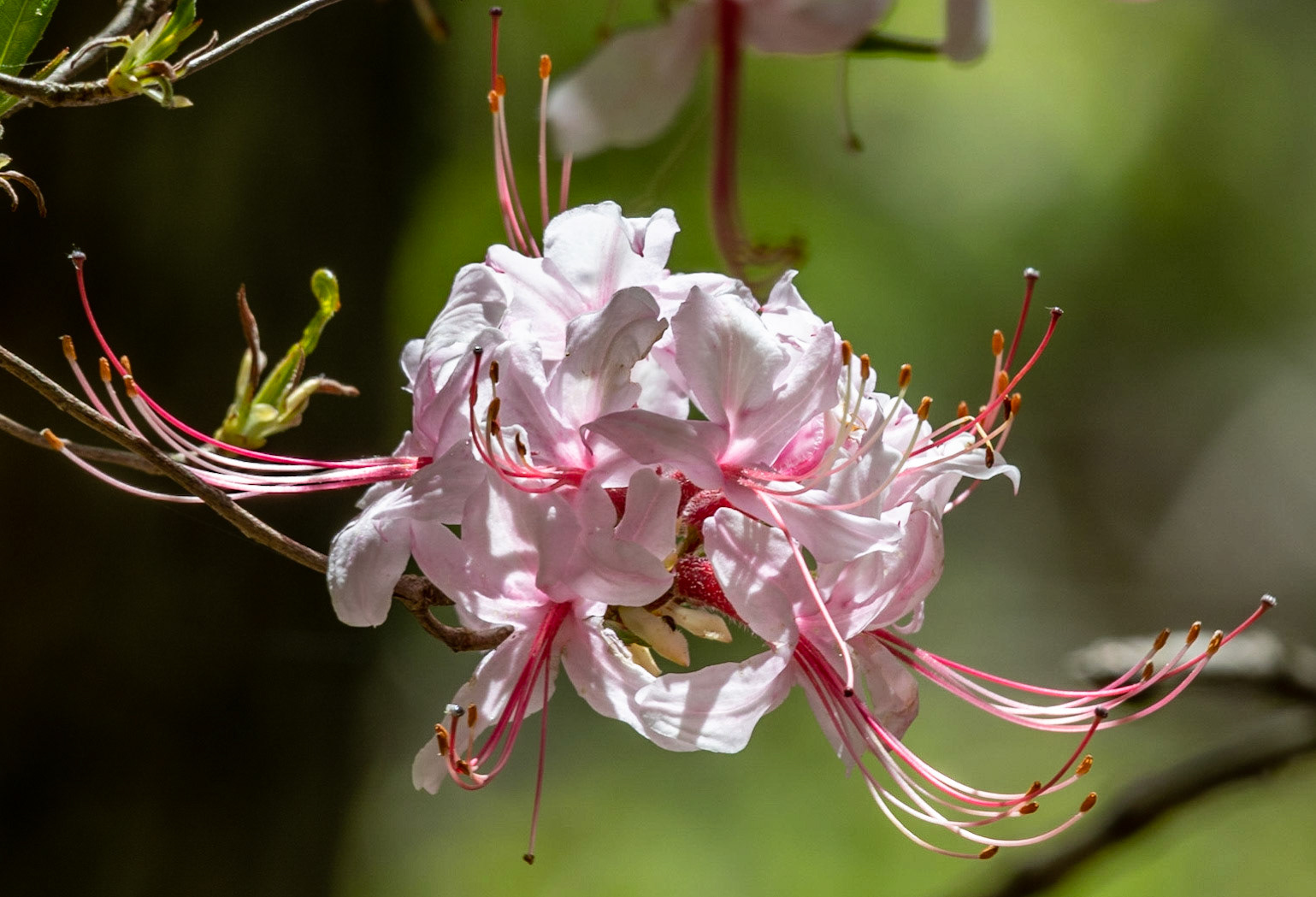 Pinkster, Peaks of Otter, BRP