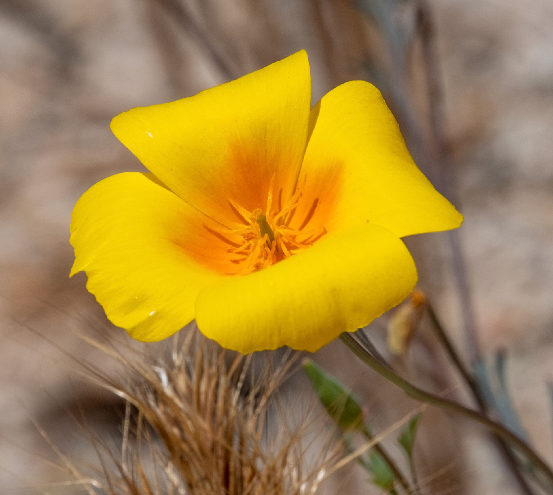 California Poppy