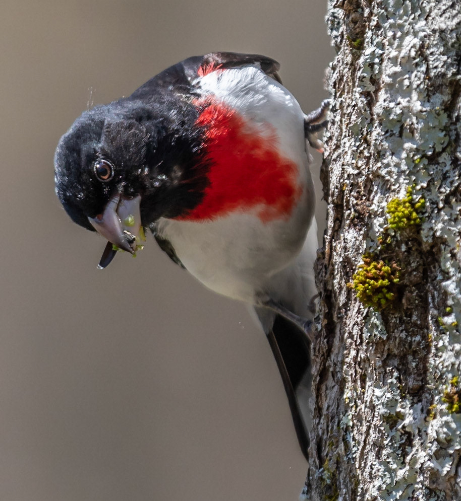 Rose-breasted Grosbeak (M)