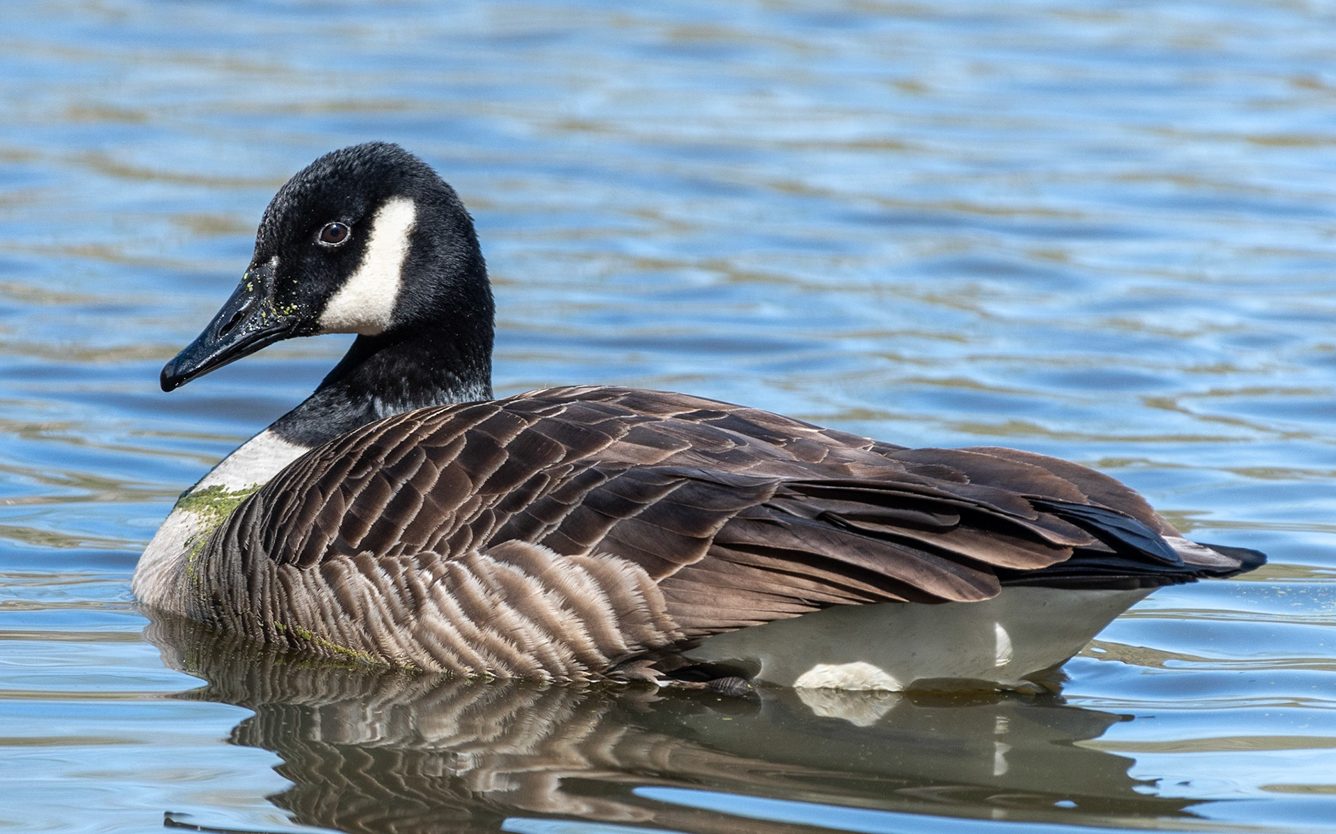 Canada Goose