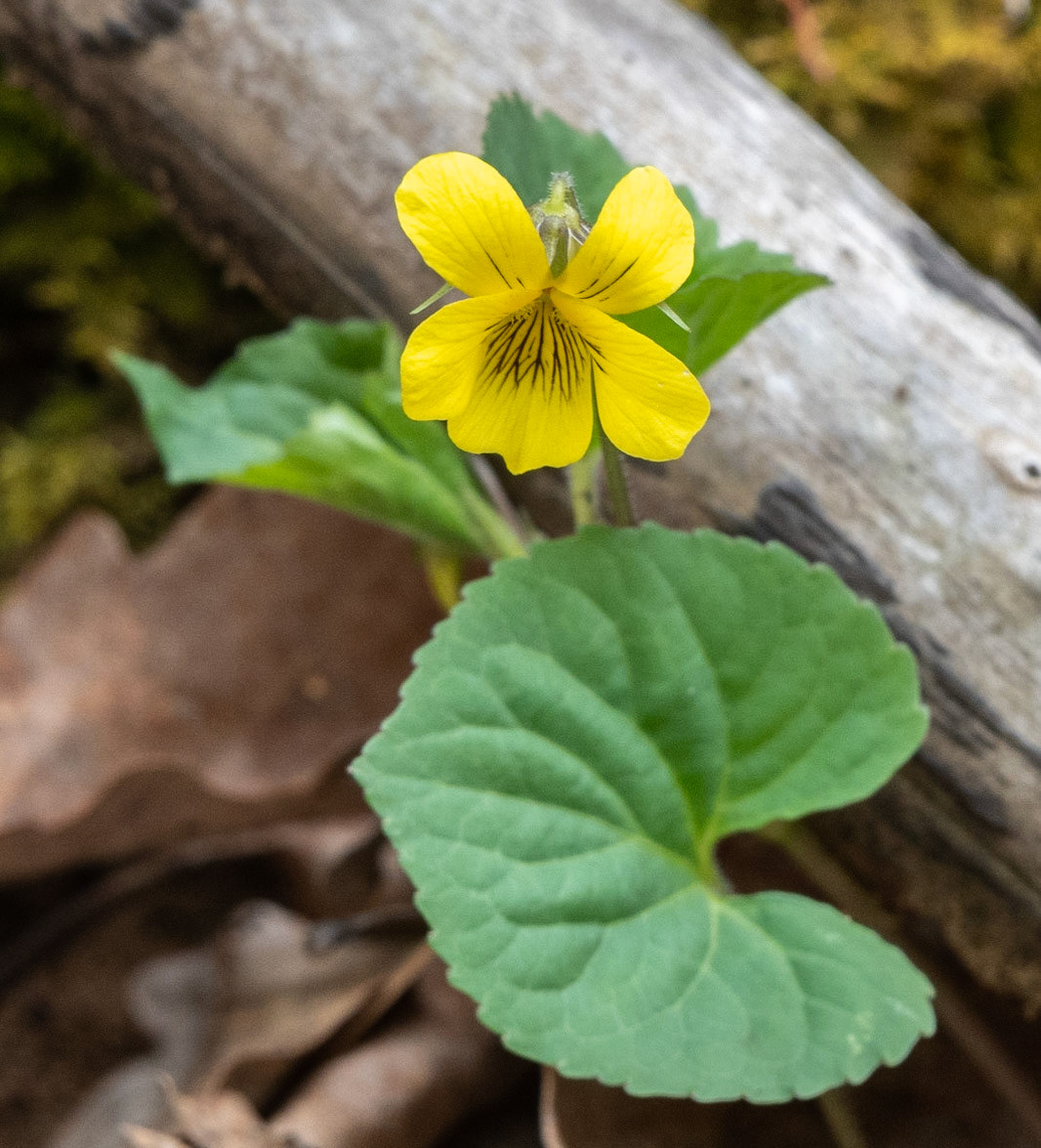 Yellow Violet