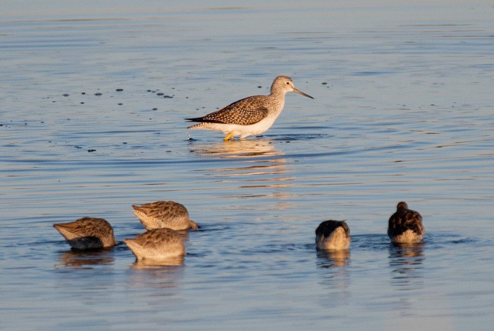 greater Yellowlegs, Long-billed Dowitchers