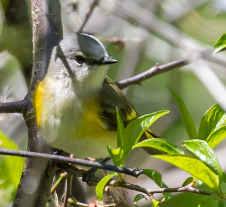 American Redstart (F)