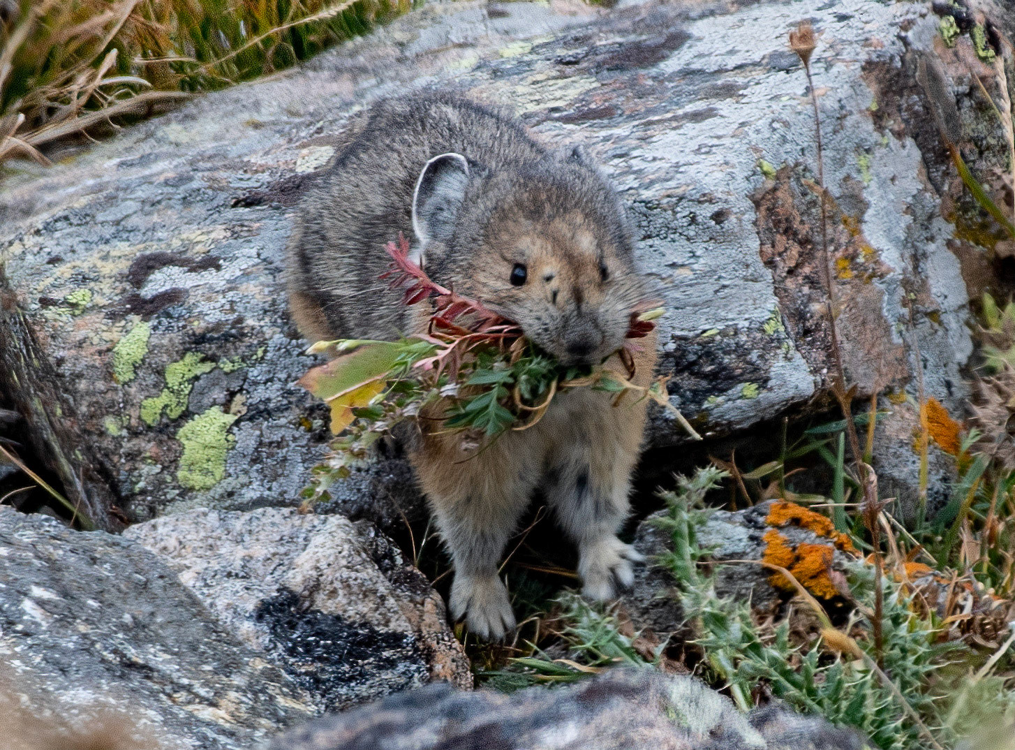Aren't they cute ?!?!?