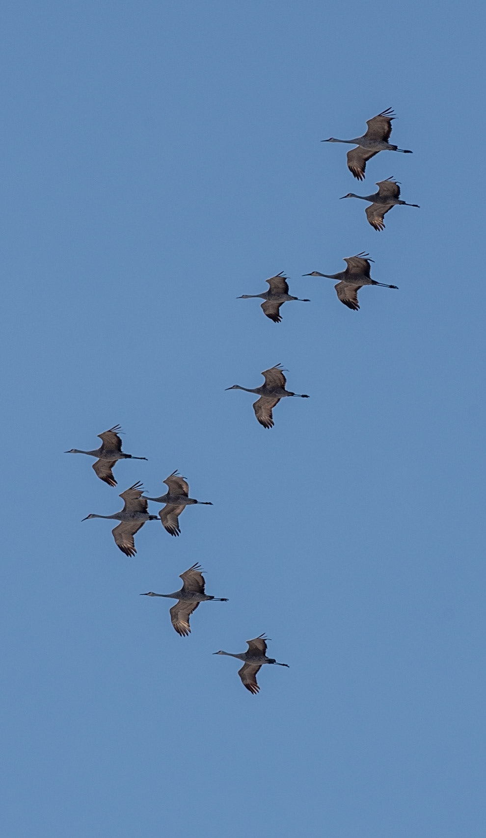 Sandhill Cranes