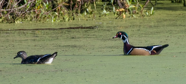 Wood Duck (M&amp;F)