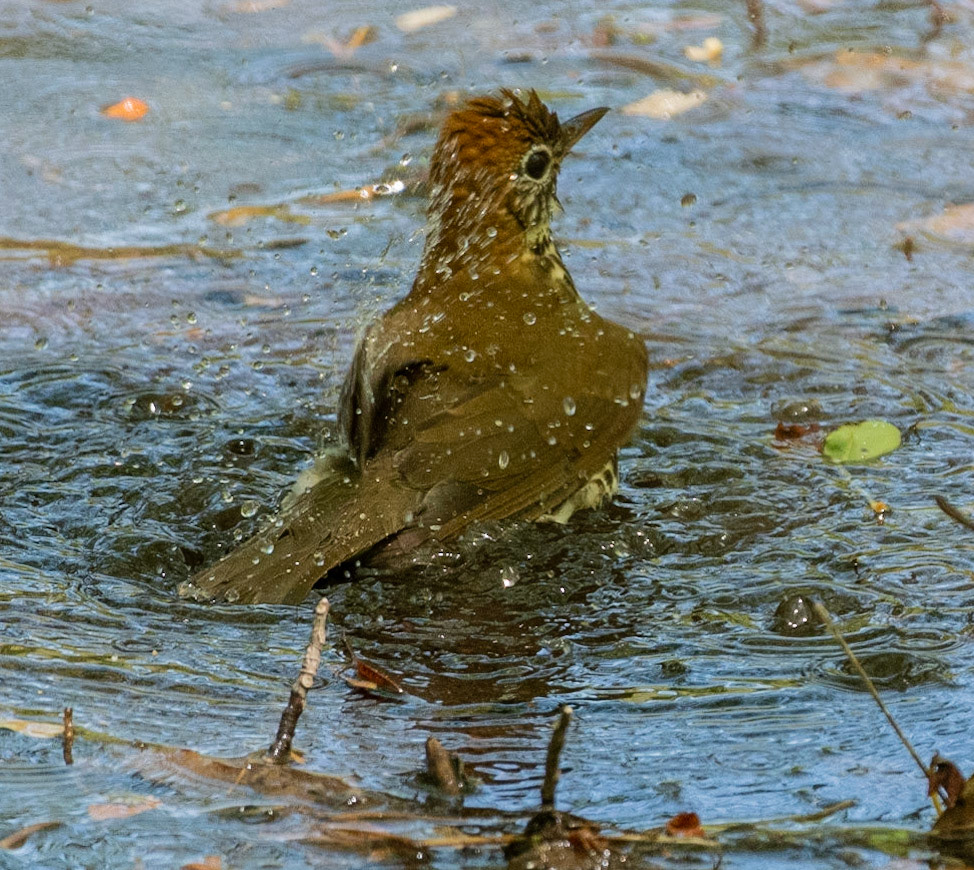Bathing Wood Thrush