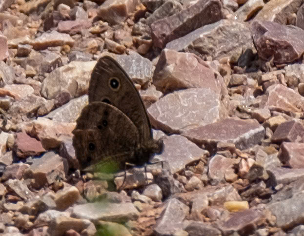 Common Wood-nymph