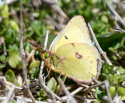 Clouded Sulphur