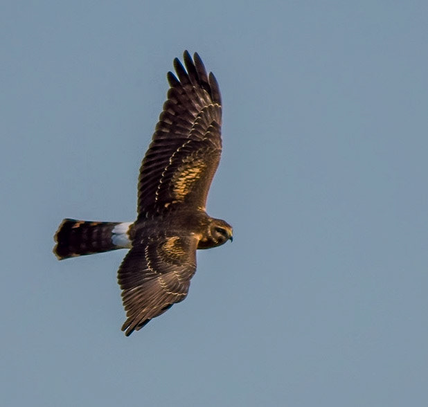 Northern Harrier