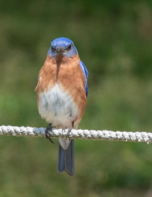 Eastern Bluebird