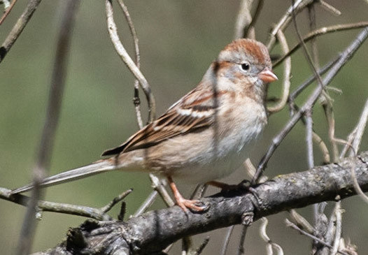 Field Sparrow