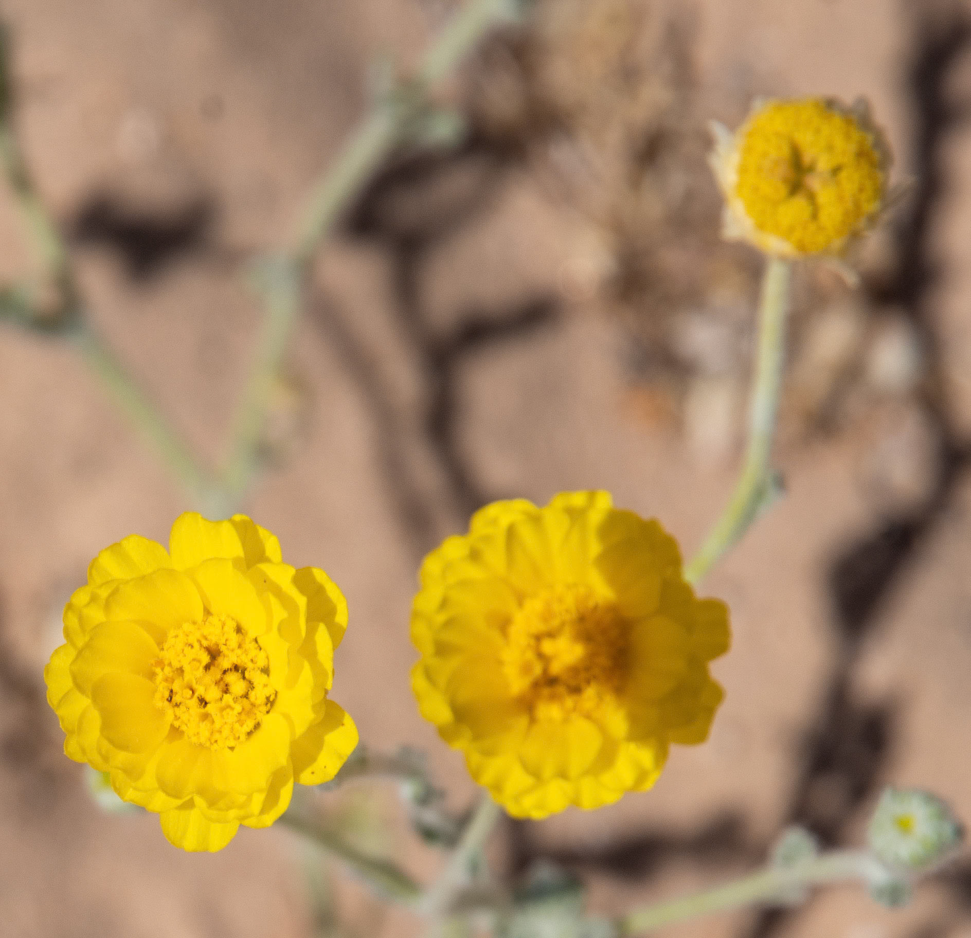 Desert Marigold
