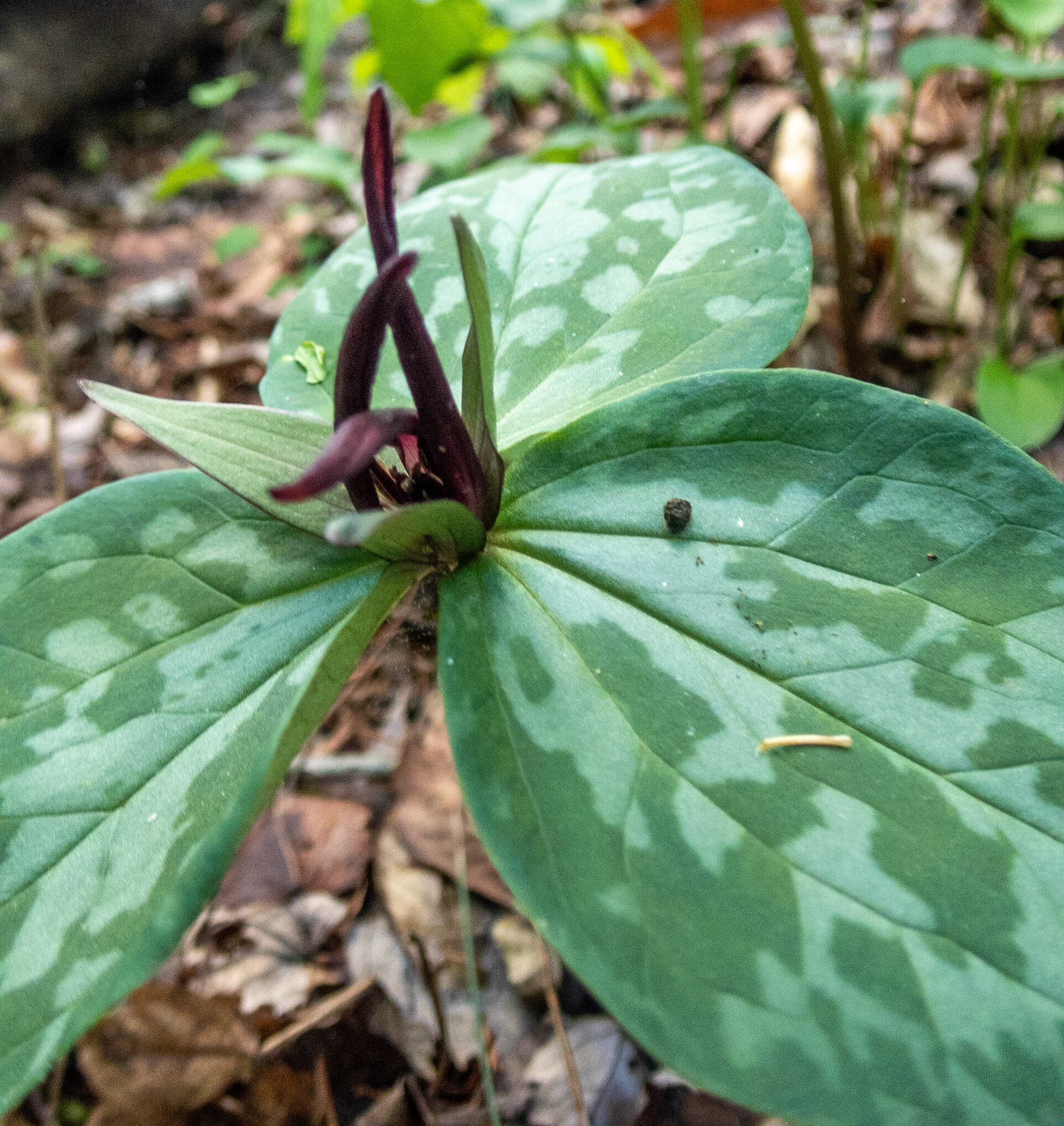 Blood Trillium, Smith Mountain Lake Community Park