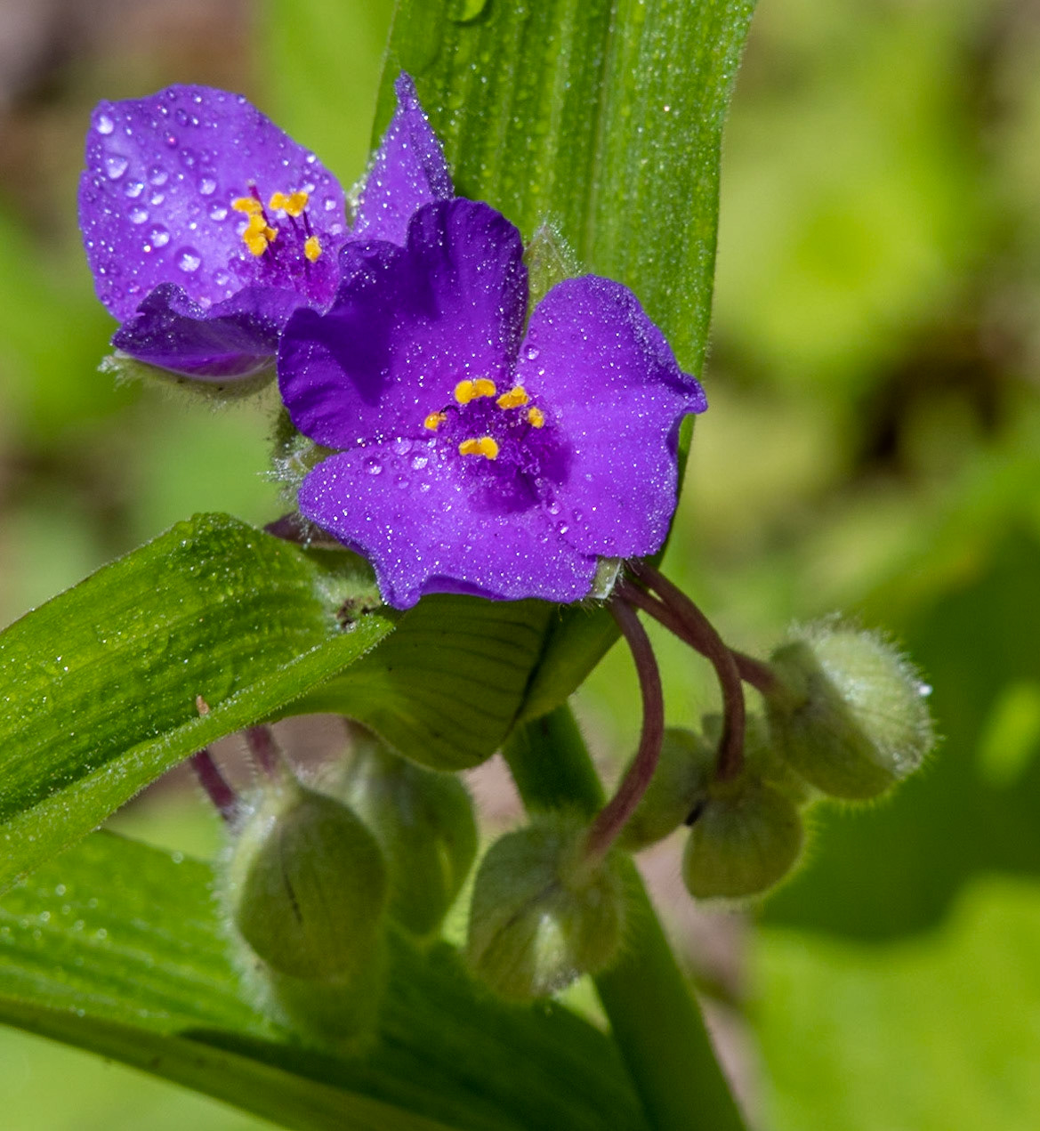 Spiderwort