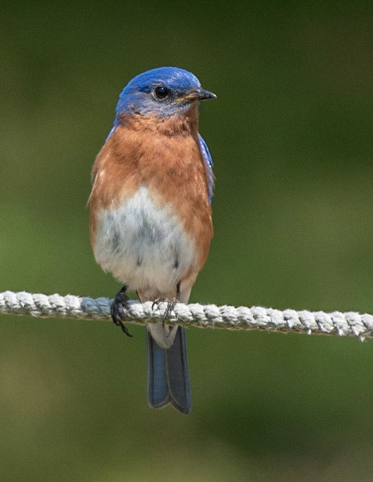 Eastern Bluebird