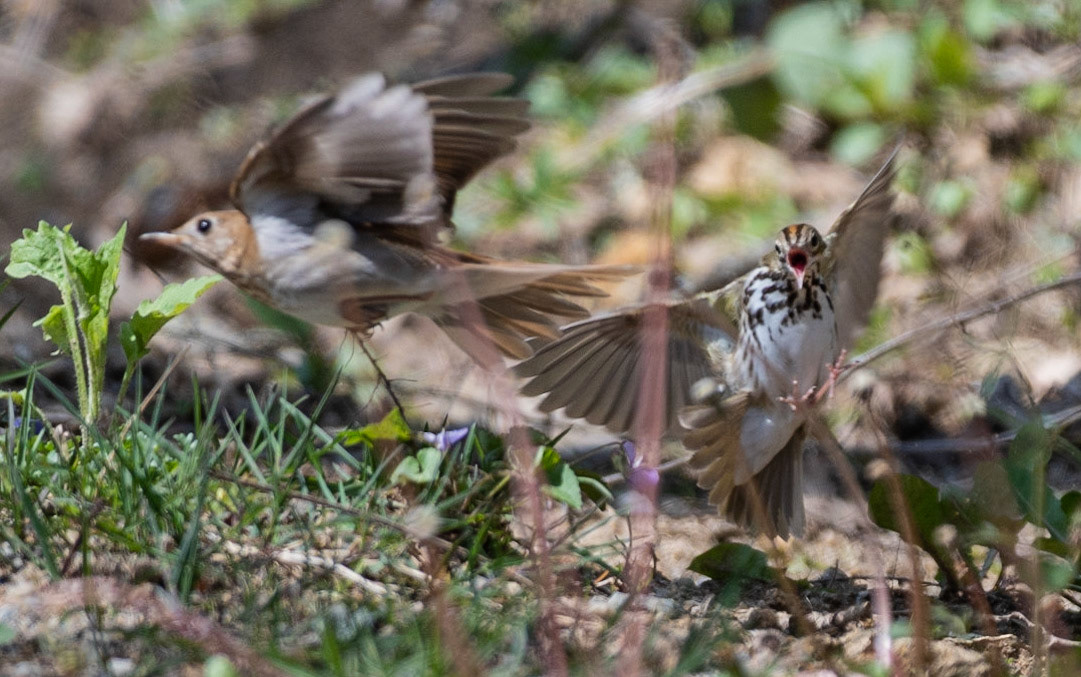 Ovenbird chasing away Veery from nest, Radar Road