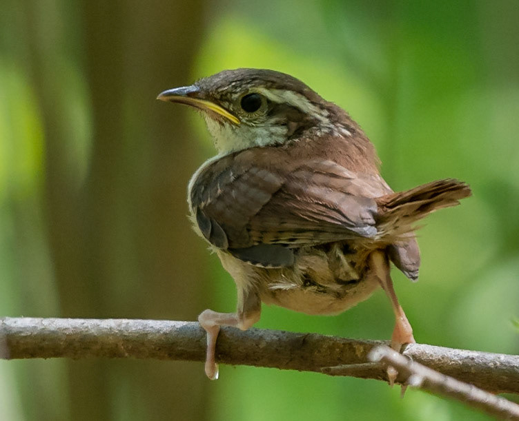 Carolina Wren, juvenile