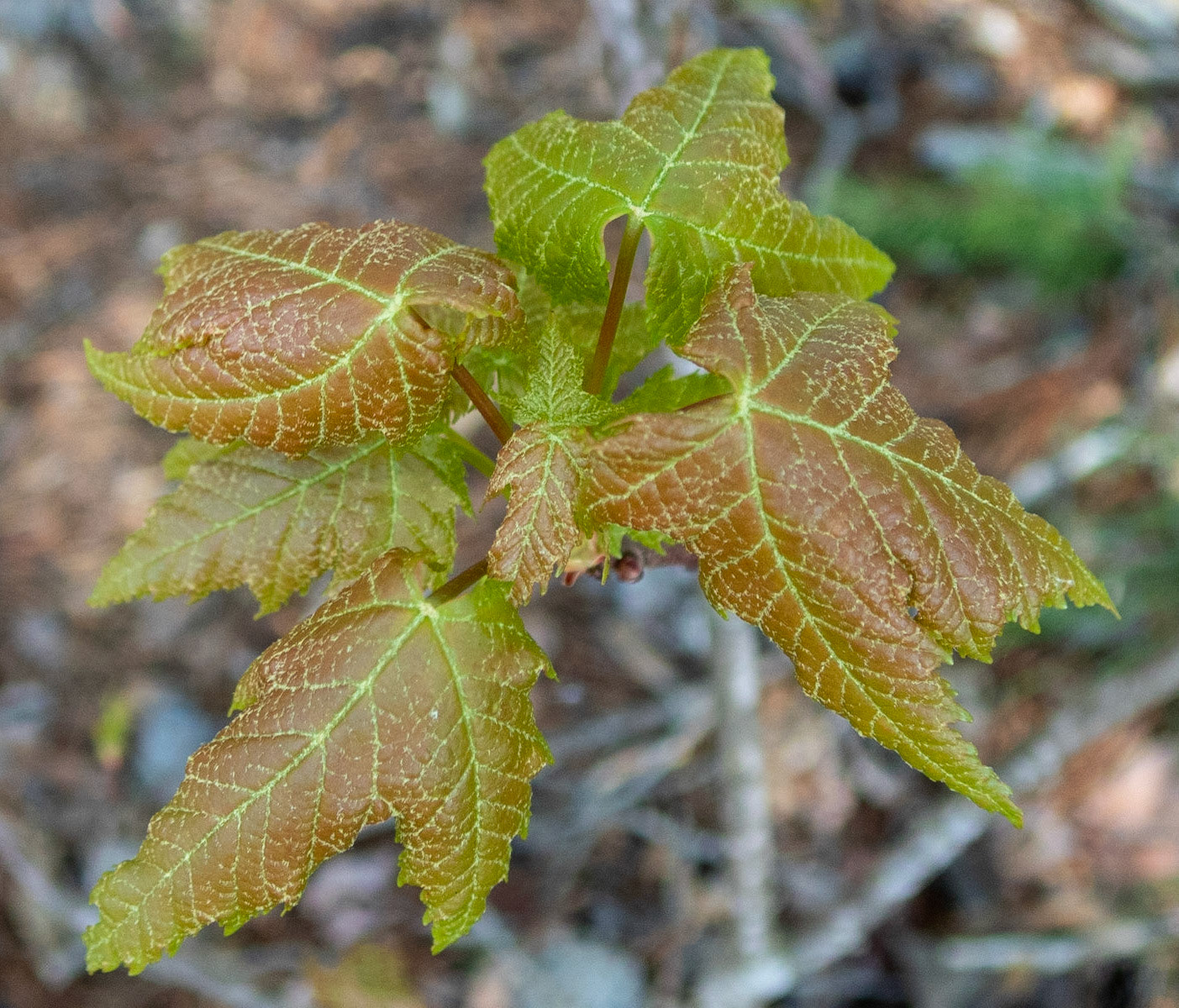 Smith Mountain Lake Community Park, Franklin County