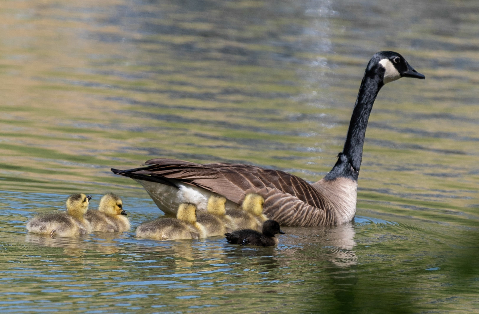 Canada Geese, babies, Libery Lake Park, Bedford County