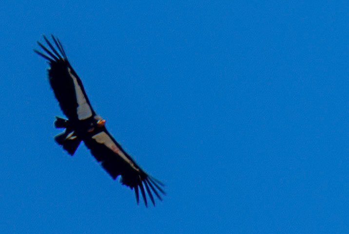 adult