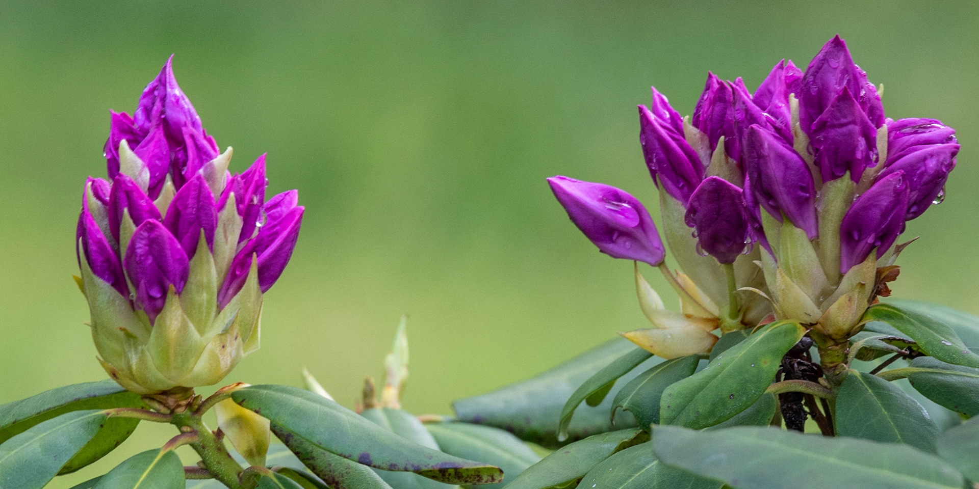 Rhodos, Smith Mountain Lake Community Park