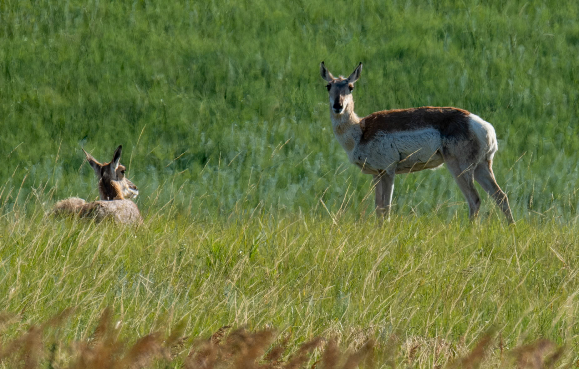 Pronghorn, not Antelope