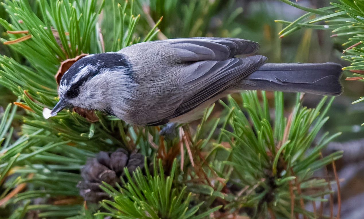 Mountain Chickadee