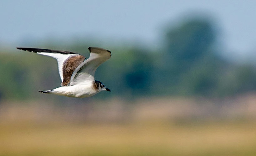 Sabine's Gull (Juv)