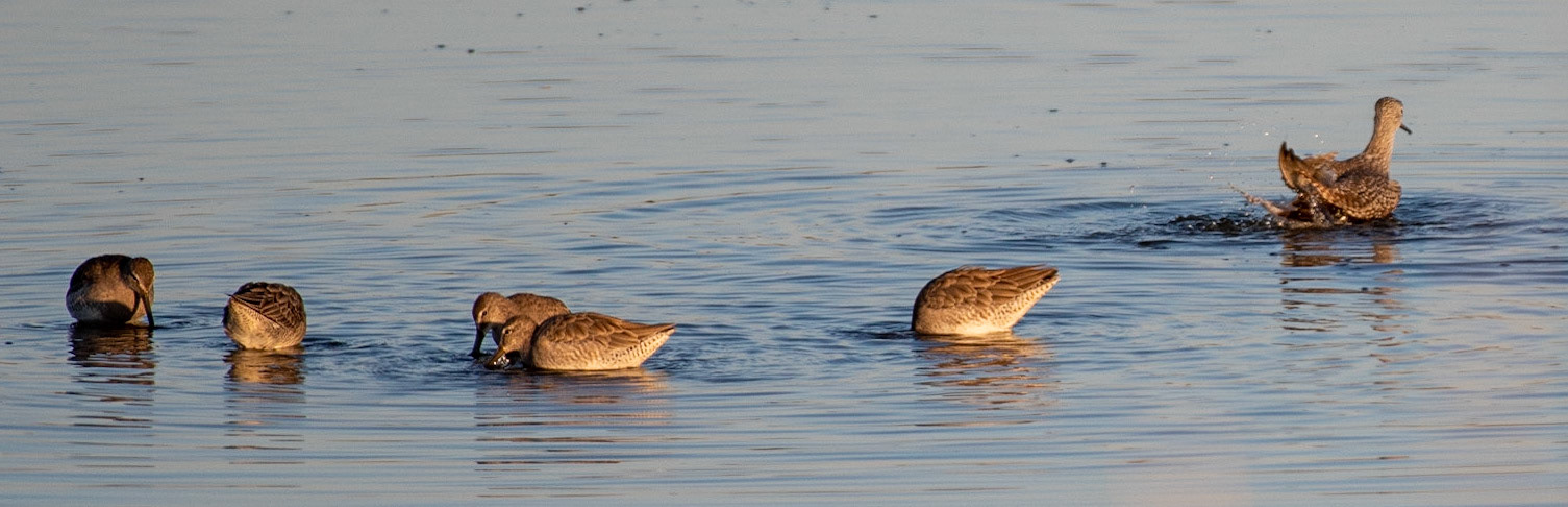 Greater Yellowlegs (bathing), Long-billed Dowitchers