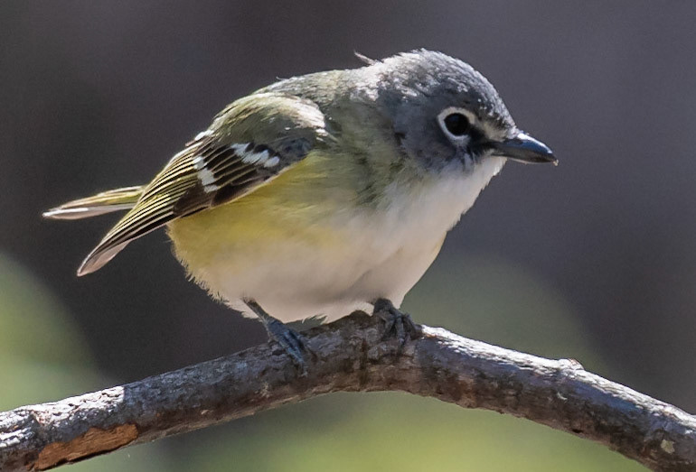 Blue-headed Vireo,  Warbler Road