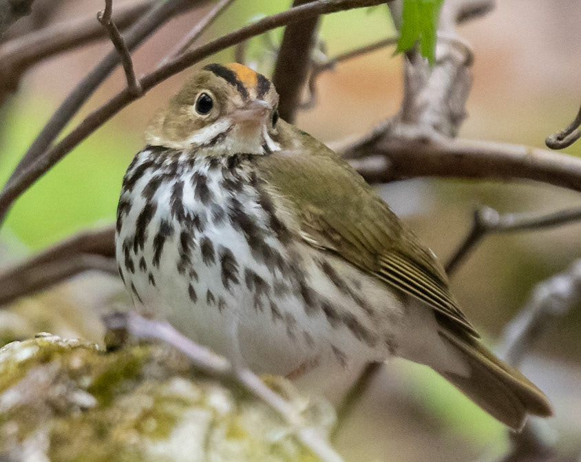 Ovenbird