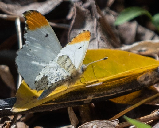 Falcated Orangetip (M)