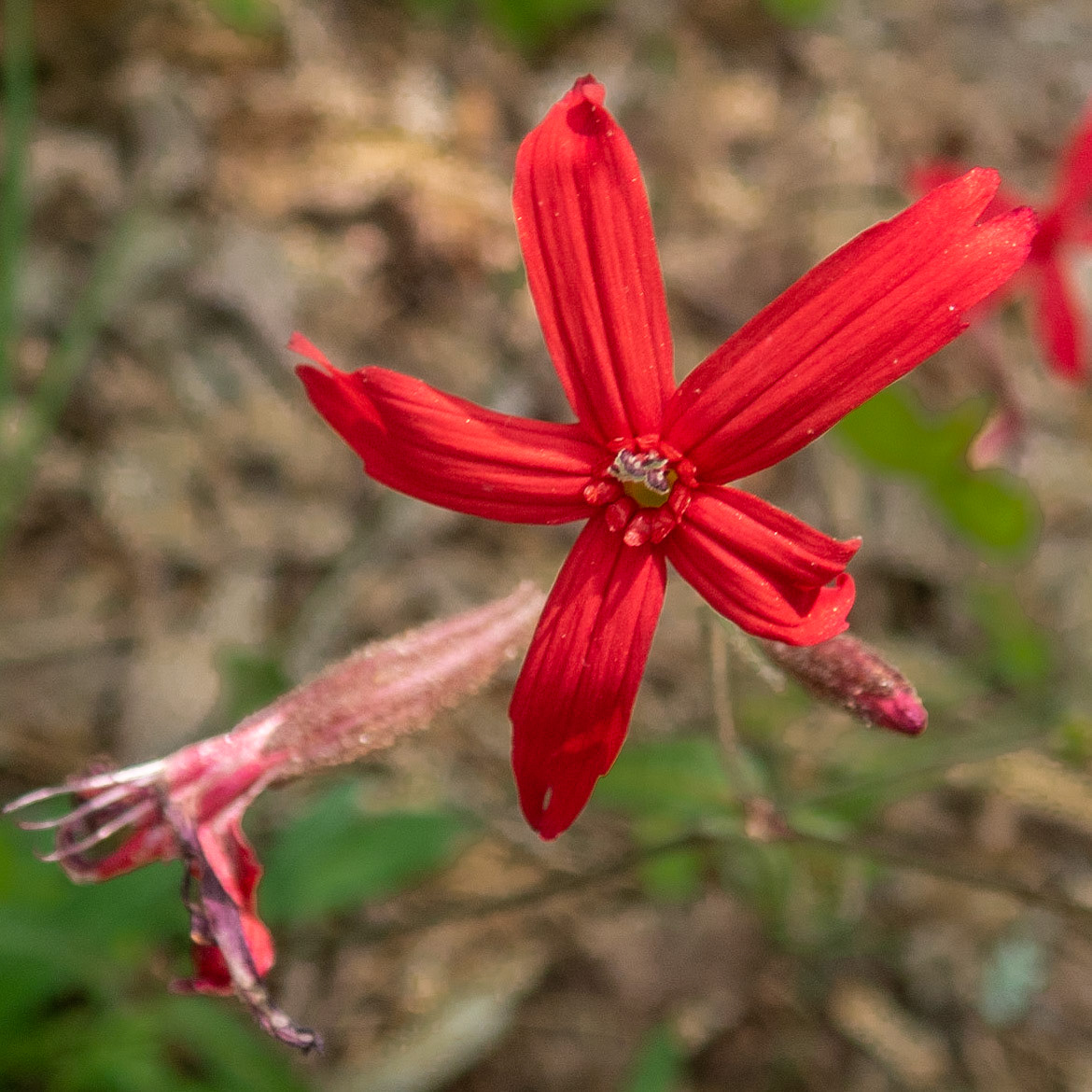 Cardinal Flower
