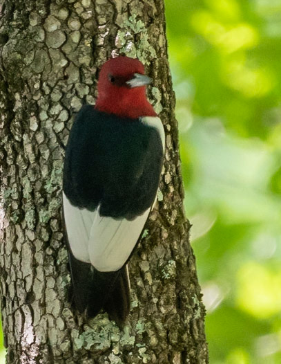 Red-headed Woodpecker