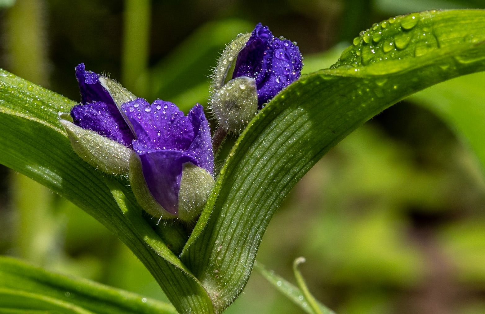 Spiderwort