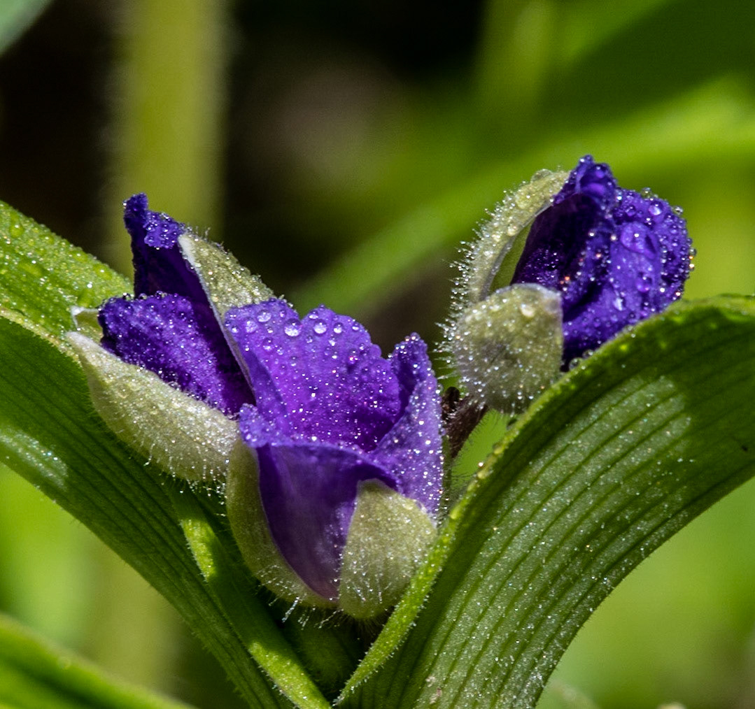 Spiderwort