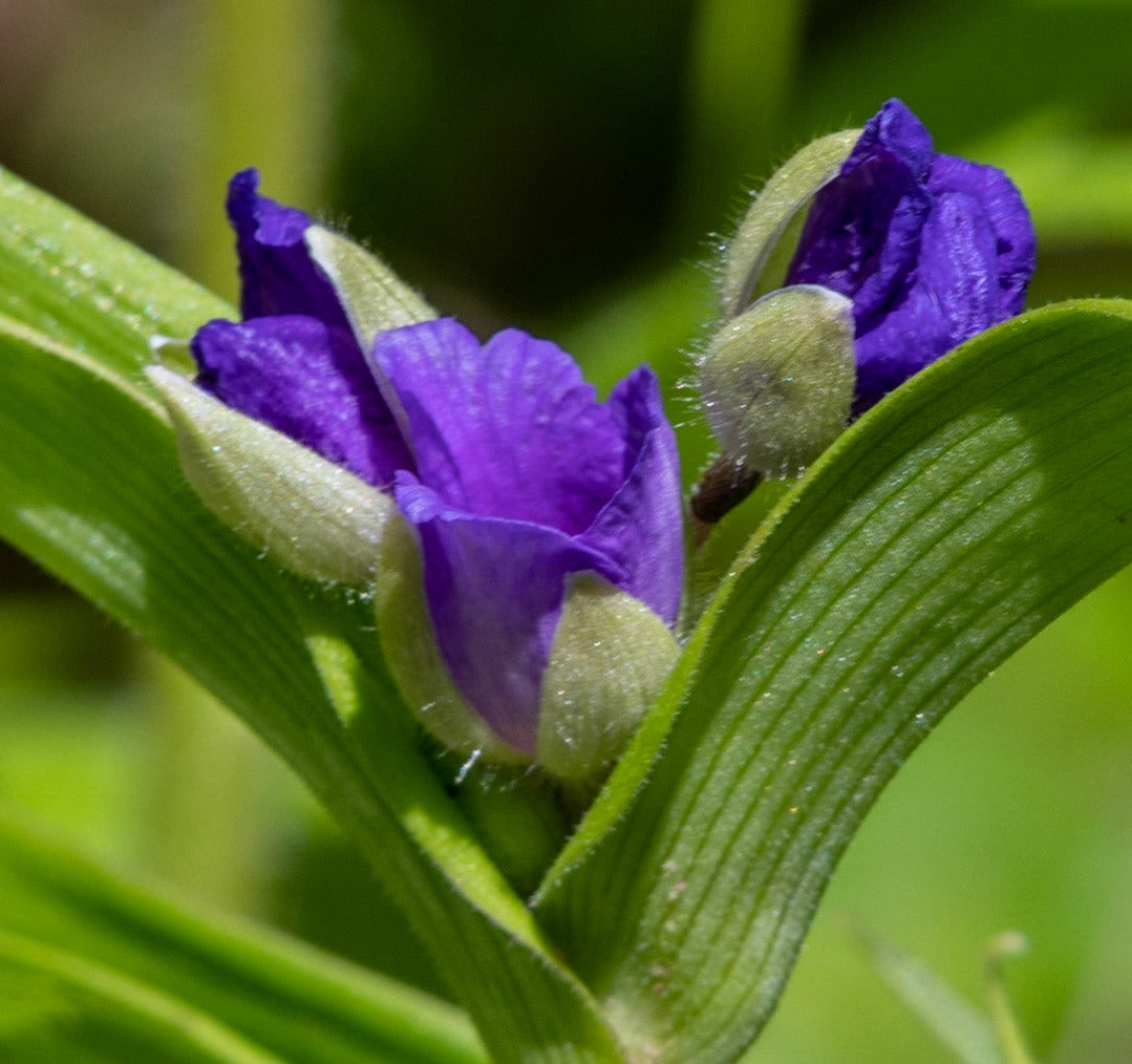 Spiderwort