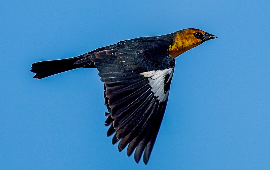 Yellow-headed Blackbird