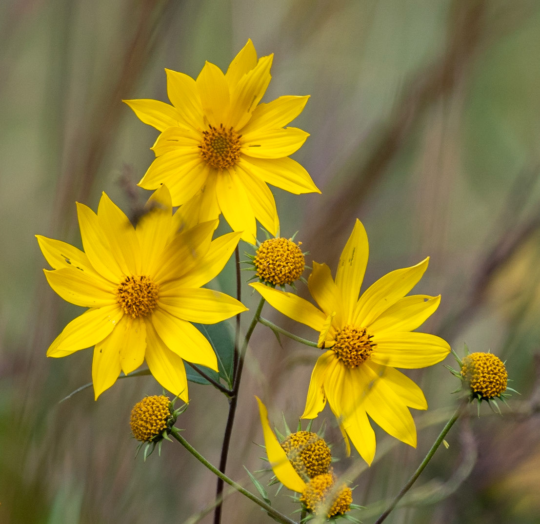 Few-leaf Sunflower