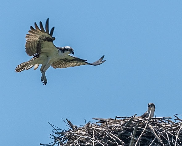 Osprey, Hales Ford Bridge
