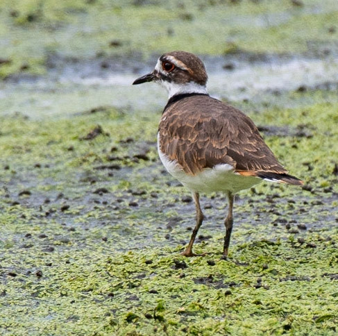 Killdeer