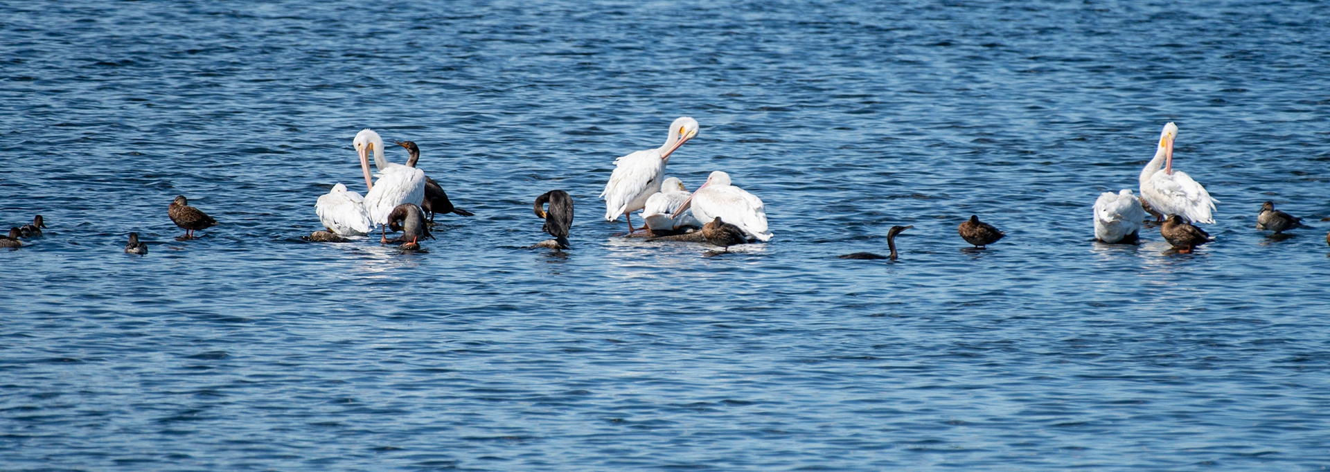 American White Pelican, Double-crested Cormorant, Mallard, Gadwall
