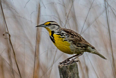 Eastern Meadowlark