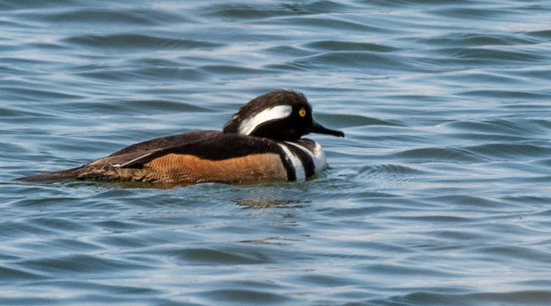 Male Hooded Merganser