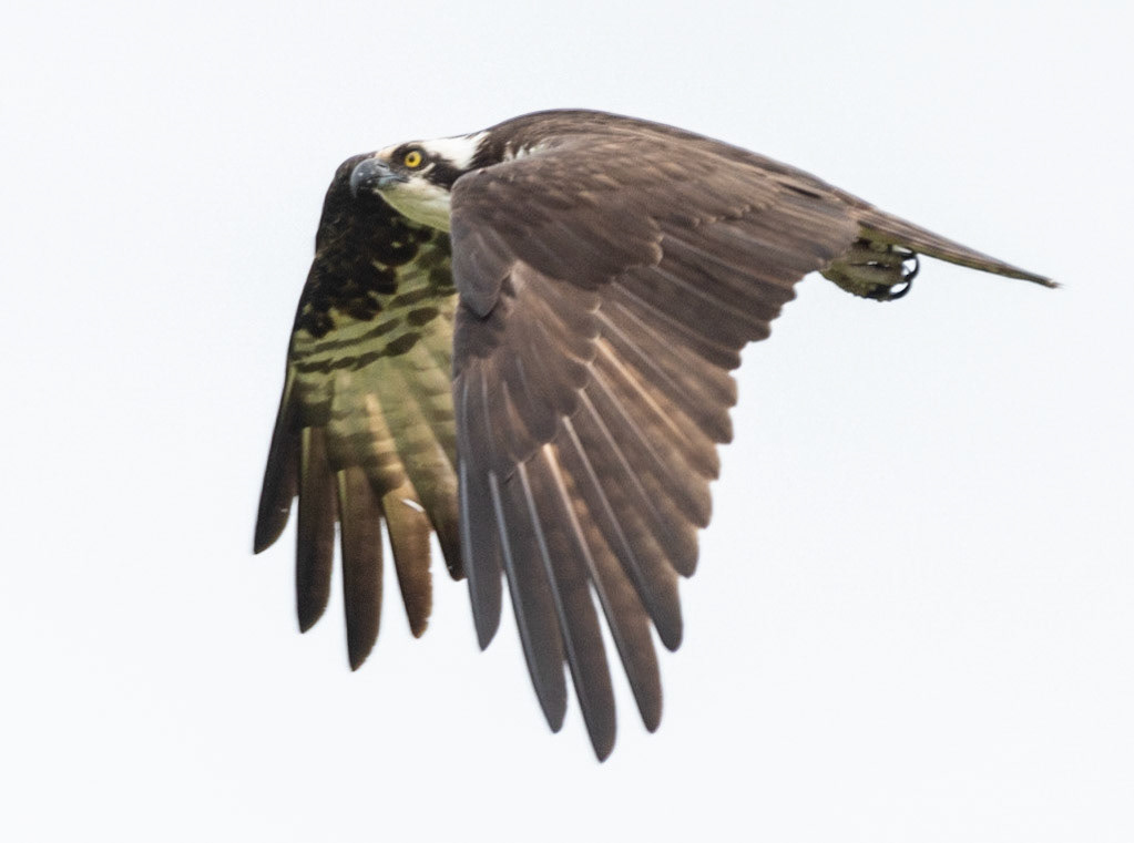 Osprey, Hales Ford Bridge