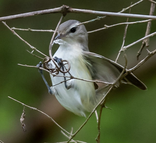 Warbling Vireo with spider web (?)