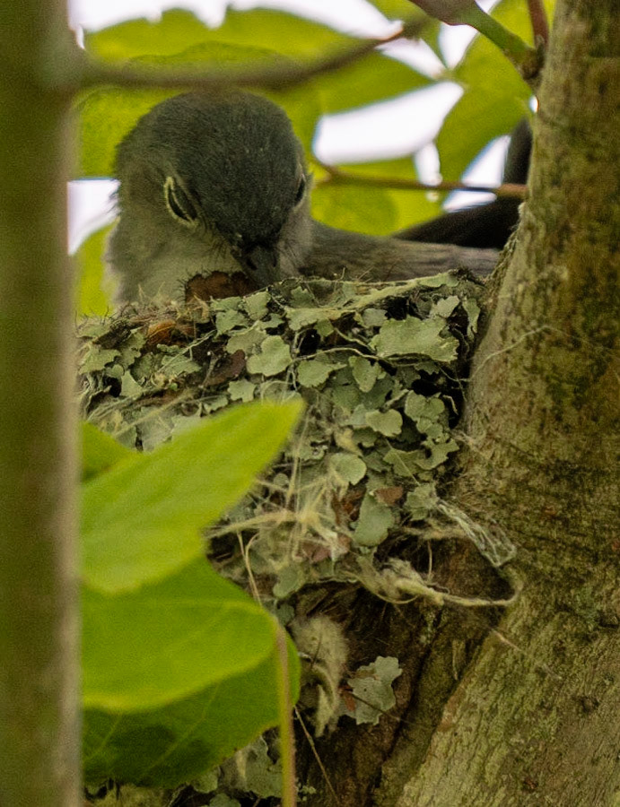 Blue-gray Gnatcatcher building it's nest with lichen
