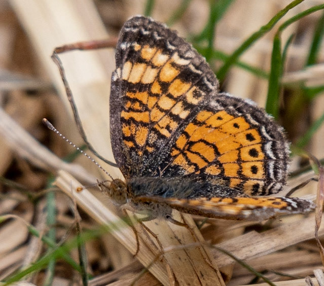 Pearl Crescent